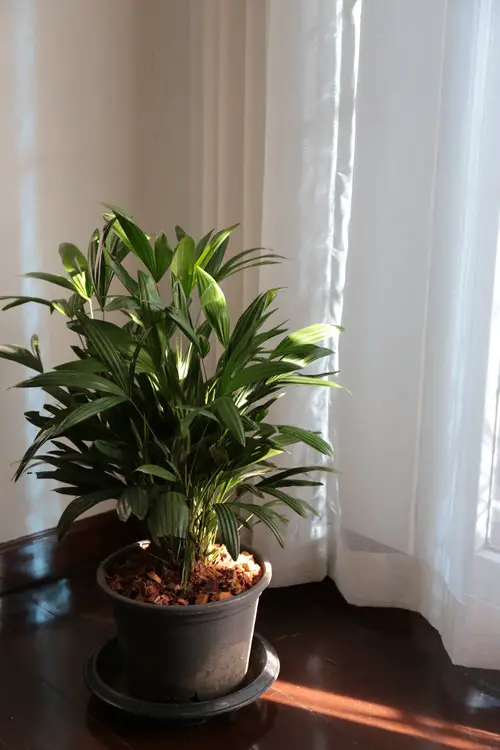 Low Light Indoor Palms 1