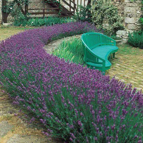 Top Hedging Plants in garden