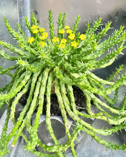 The Best Hanging String Succulents