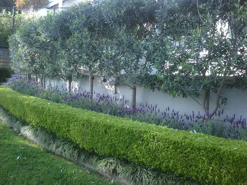 Top Plants for Hedging
