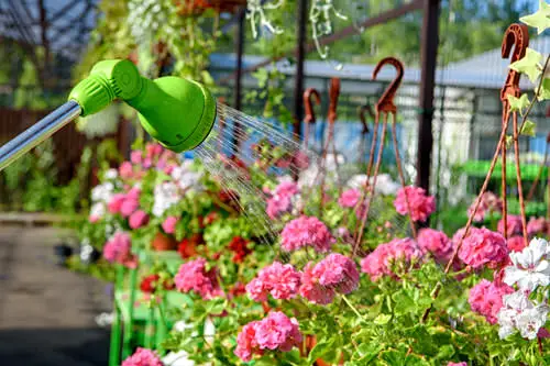 Quick Tips to Keep Geraniums Blooming 4