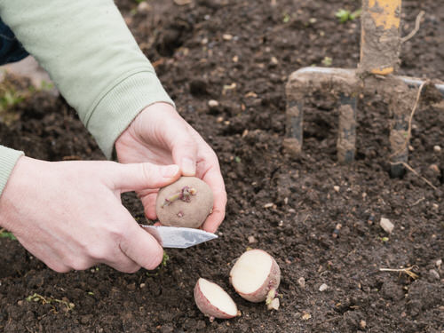 Easy Planting Hacks 4