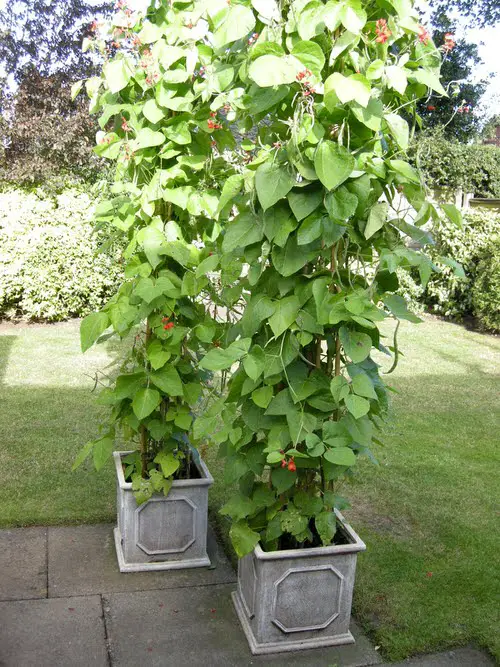 Most Productive Vegetables for Containers 2