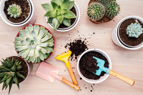 Use Well-Draining Soil