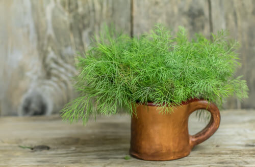 Top tea Herbs for Planting in a tea Herb Garden