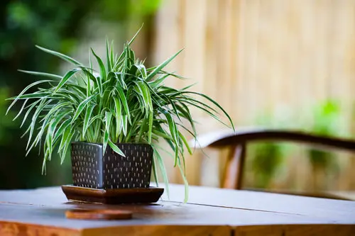 best Indoor Plants that Don't Need Water Before a Month