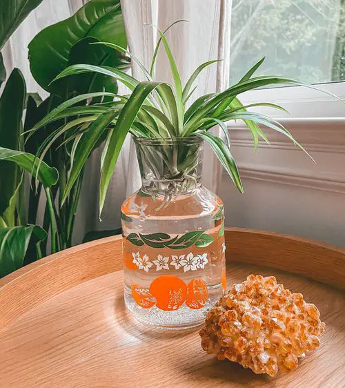 Spider Plant in Water