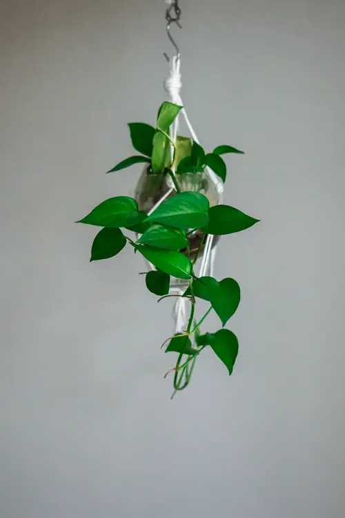 Plants to Grow in Macramé Plant Hangers 3