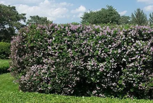 top  Greatest Plants for Hedging
