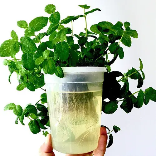 Edibles You Can Grow in Water 2