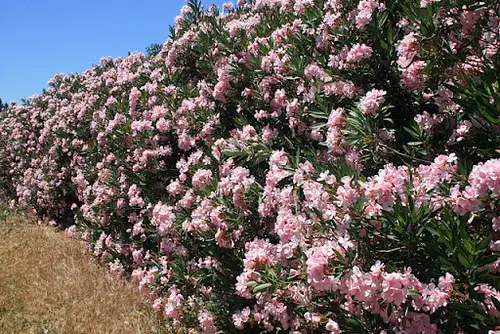 top beautiful Hedge Plants 