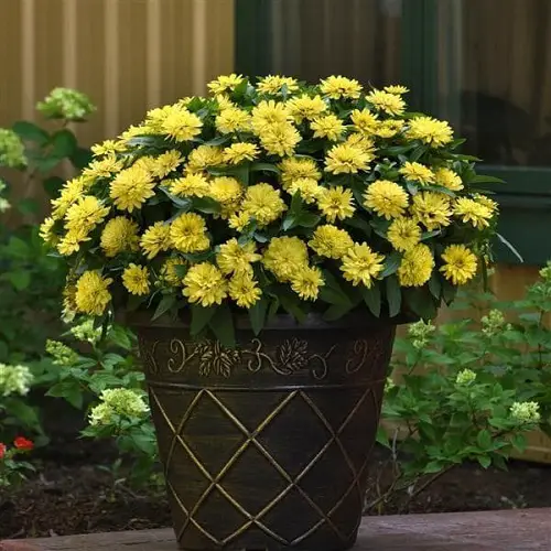 Best Types of Zinnia Varieties 4