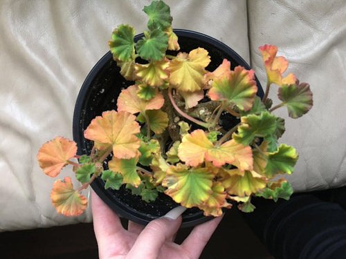 Quick Tips to Keep Geraniums Blooming 3