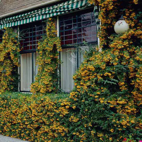 Best Plants for yellow Hedging