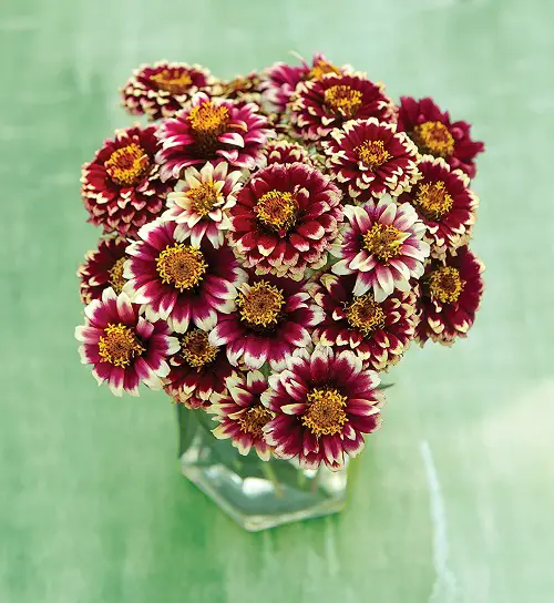 Best Types of Zinnia Varieties 2