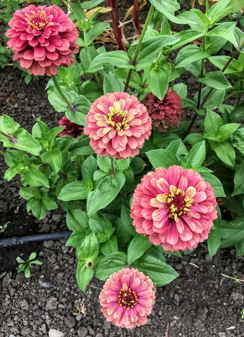 Flowers that Start with Q 5
