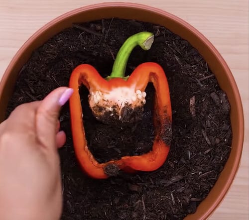 Best 5 Minute Planting Hacks 5