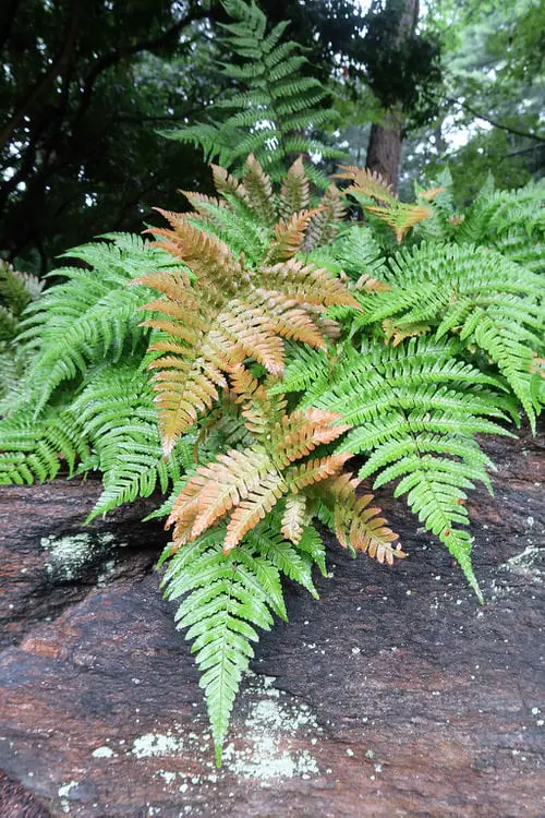 Fall Foliage Plants