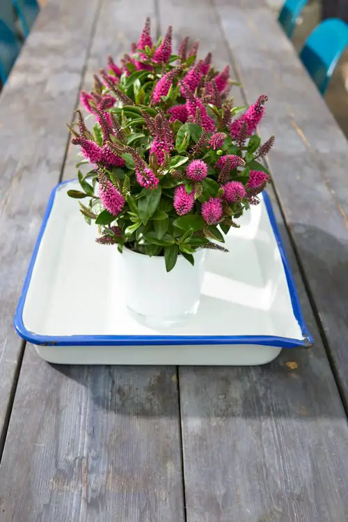 Flowers that Start with H #1