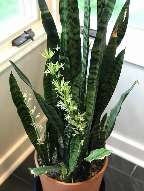 Houseplants that are Literally Fragrant Air Fresheners
