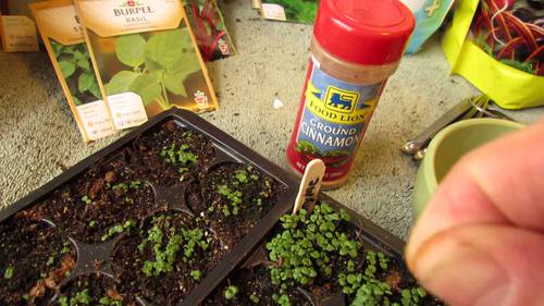 Cheap Gardening Tricks Every Gardener Should Know 100