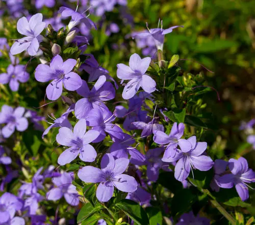 amazing Flowers that begin with B