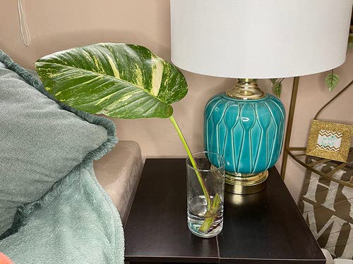 Pothos Varieties 5