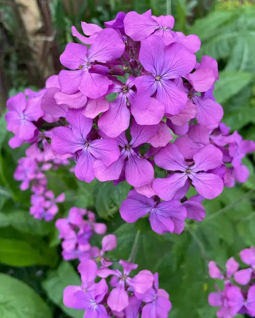 Flowers that Start with H #10