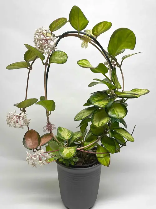 Literally Fragrant Air Freshening Houseplants