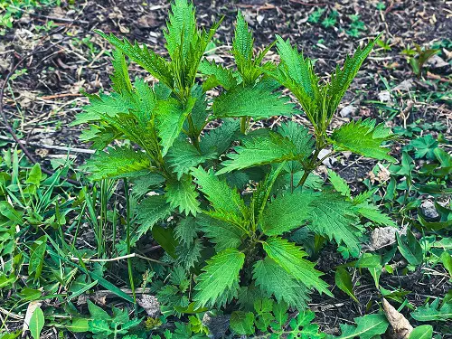 top Greatest Edible Weeds You Were Aware You Could Eat
