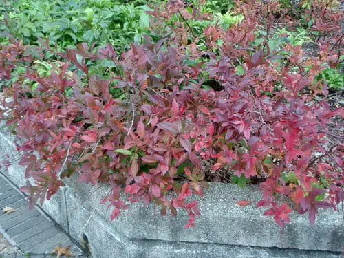 Fall Foliage Plants 5