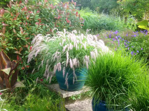 Fall Foliage Plants 6