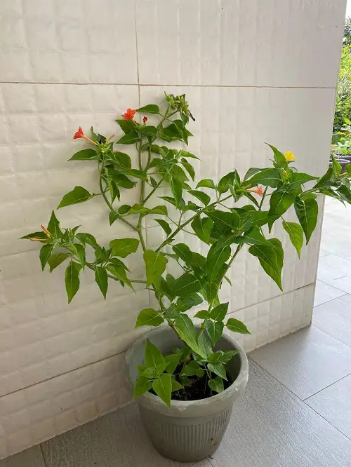 best Literally Fragrant Air Freshening Houseplants