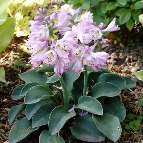 Top Hummingbird-Attracting Plants and Flowers