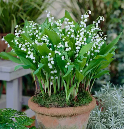 Amazing Dainty Flowers 
