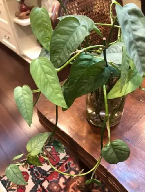 Pothos Varieties 6