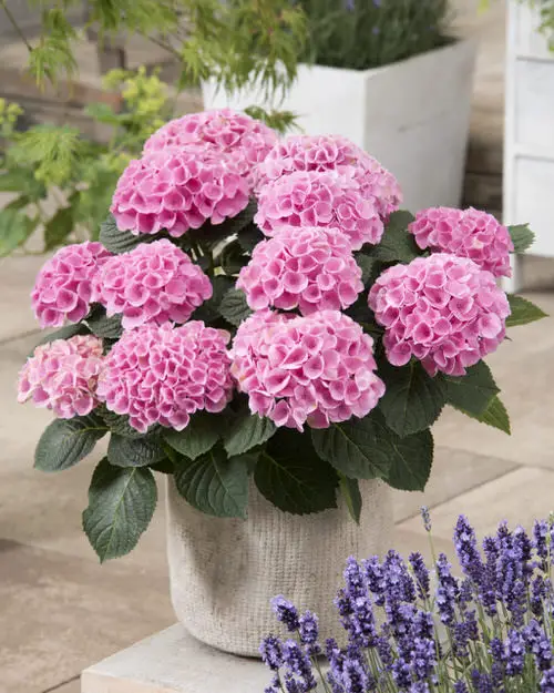 Best Container Gardening Plants 14