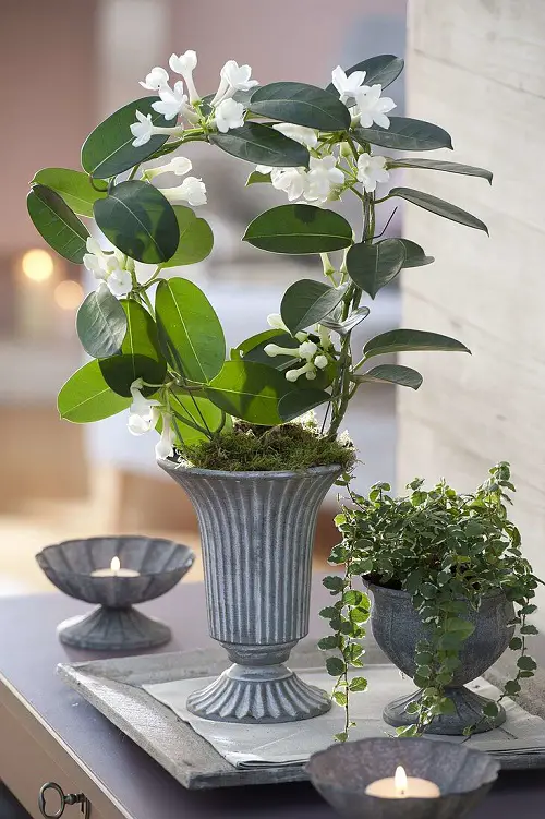 Literally Fragrant Air Freshening Houseplants
