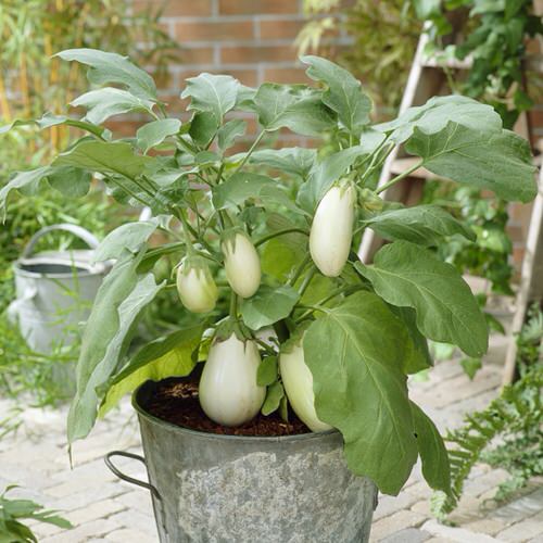 Most Colorful Vegetables You Need to Grow in pot