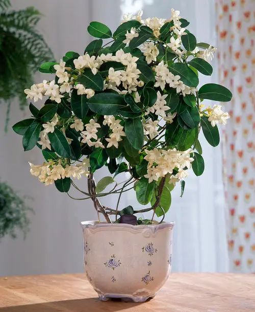 amazing Best Indoor Flowering Vines