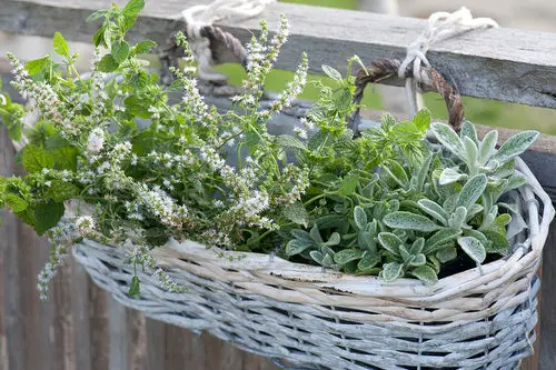 Shallow Pot plants 9