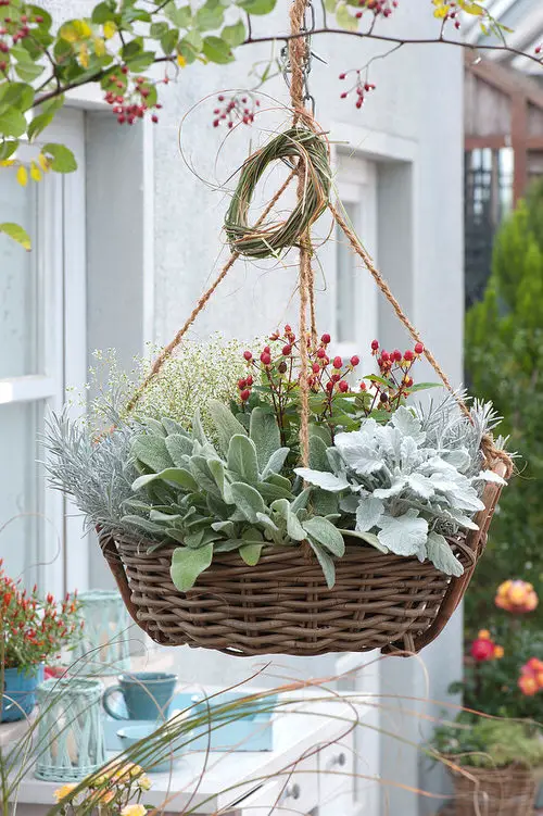 The Greatest Trailing Perennials for Basket Hangings 