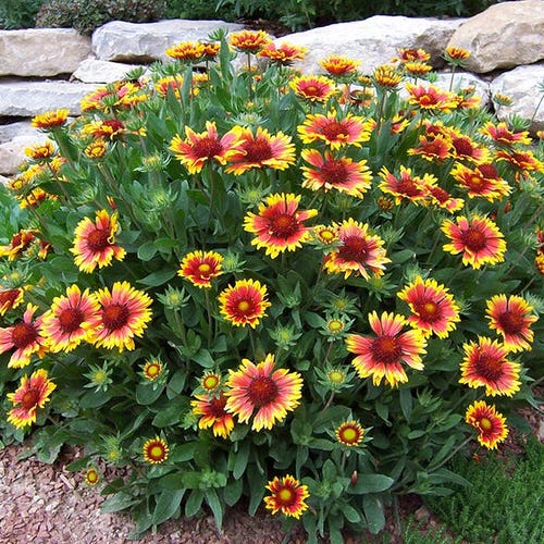 drought tolerant plants 9