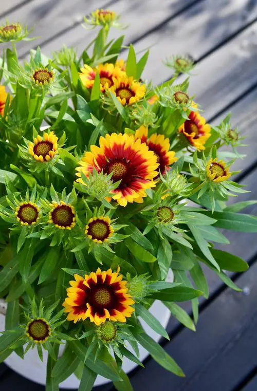 Blooms starting with the letter B