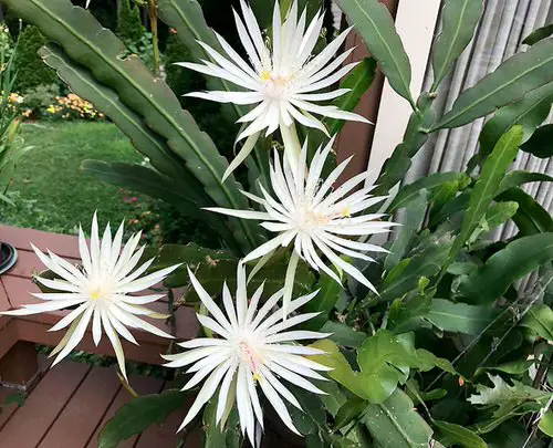 Flowers that Start with H # 13