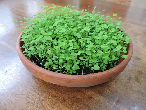 Greatest Edible Weeds You Were Aware You Could Eat