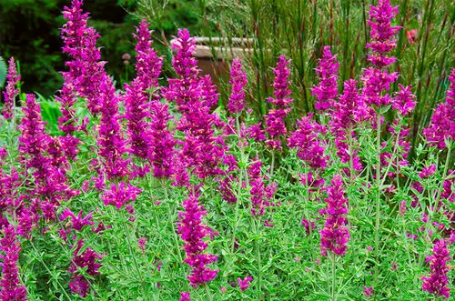 Flowers that Start with H # 14