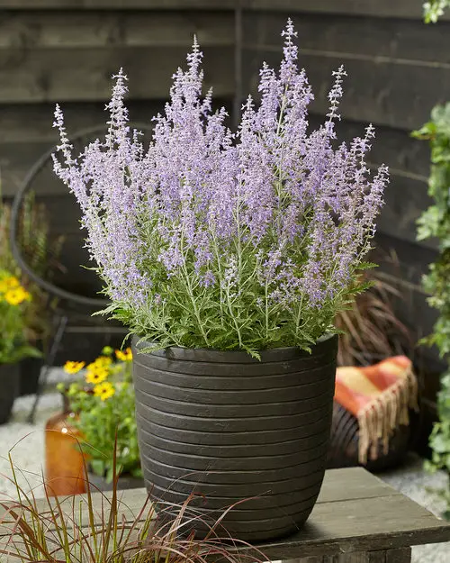 Vibrant Purple Annual Flowers in pot