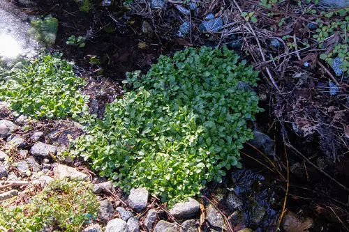 top Greatest Edible Weeds You Were Aware You Could Eat