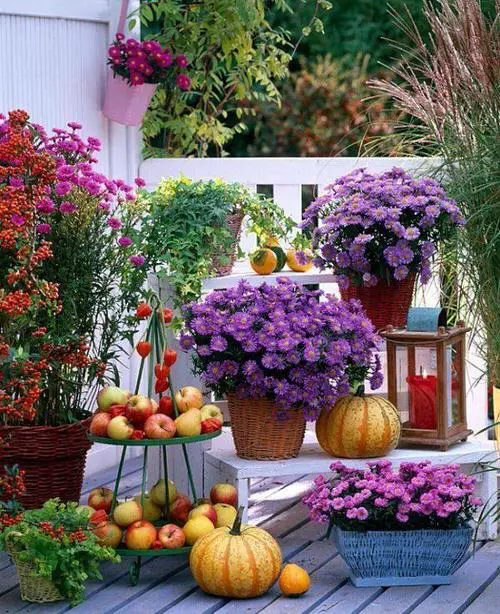 Fall Balcony Garden Bold Purples and Beautiful Flowers